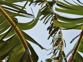 Low angle view of coconut palm tree leaves against sky