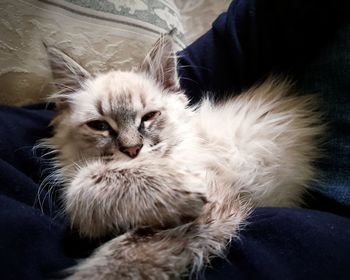 Close-up of cat on sofa at home