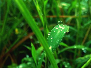 Close-up of water drops on leaf