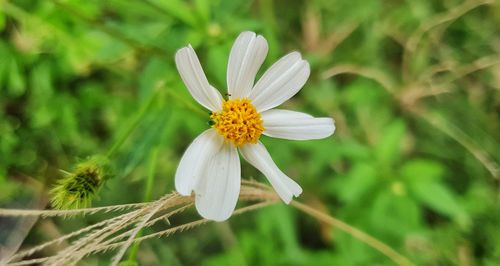 Close-up of white flower