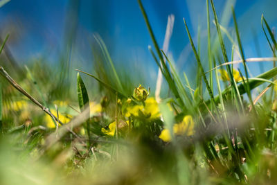 Close-up of yellow flowering plants on land