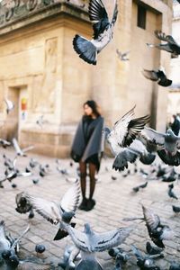 Close-up of pigeon