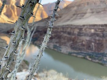 Close-up of dry plant in lake