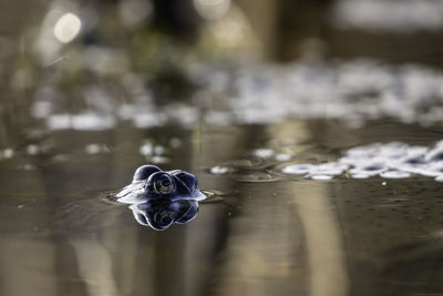 Close-up of water drop on lake