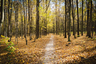 Forest autumn in sunny autumn weather, autumn landscape, autumn trees