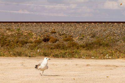 Seagull on a land