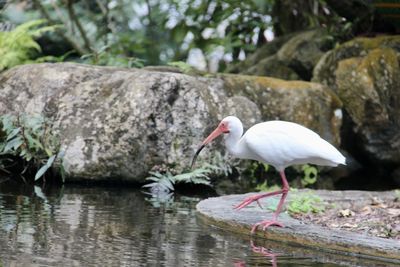 Bird perching on rock by lake