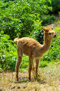 Side view of giraffe standing on field