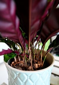 Close-up of hand holding potted plant