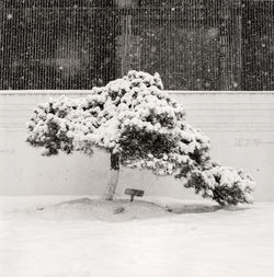 Tree in snow covered field