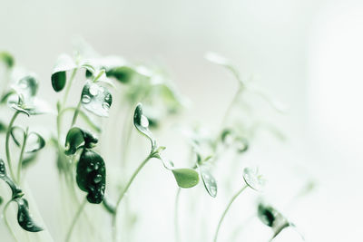 Green sprouts of young greenery macro shooting