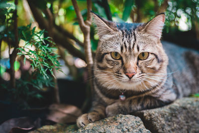 Close-up portrait of tabby cat outdoors