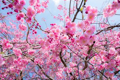 Low angle view of pink flowers blooming on tree