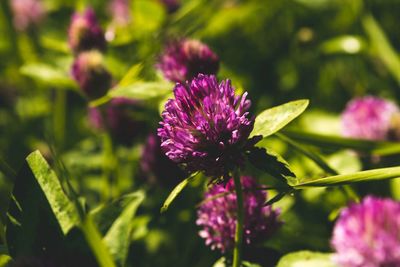 Close-up of purple thistle blooming outdoors