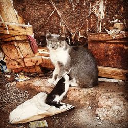 High angle view of cat sitting outdoors