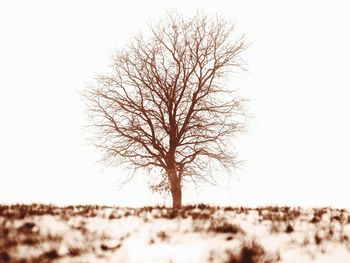 Bare trees on landscape against clear sky