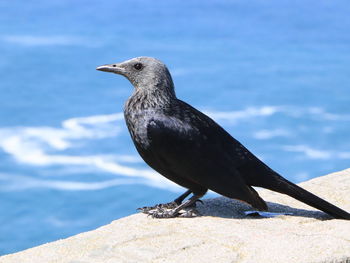 Close-up of bird perching on rock