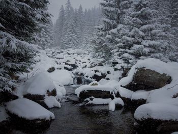 Scenic view of snow on tree during winter