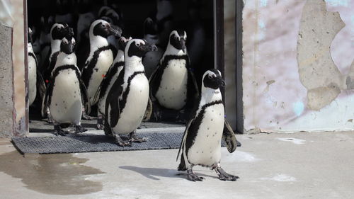 High angle view of penguins on floor