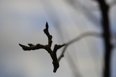 Close-up of plant against blurred background