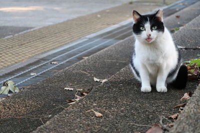 Portrait of cat sitting outdoors