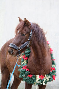 Close-up of a horse