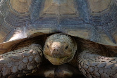 Close-up portrait of a turtle