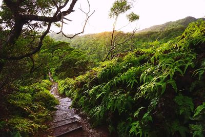 Scenic view of forest against sky