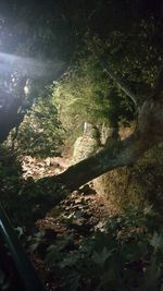 High angle view of trees and plants in forest