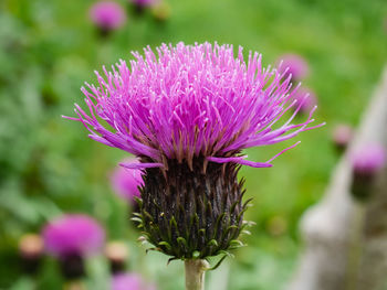 Close-up of pink flower