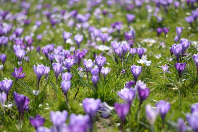 Close-up of purple crocus flowers growing in field