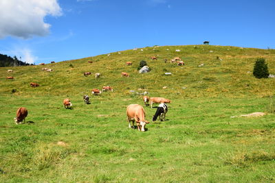 Horses in a field