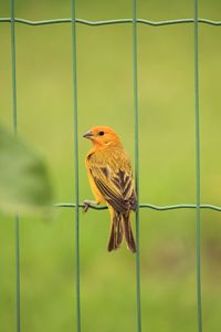 Close-up of a bird perching on a fence