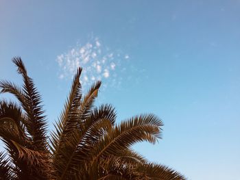 Low angle view of palm tree against blue sky