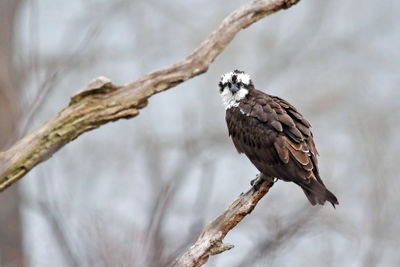 Close-up of bird perching on branch