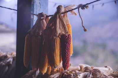 Nepal pokhara to himalayas poon hill trekking mountain town corn hanging from house