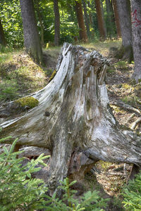 View of trees in forest