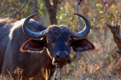 Close-up portrait of african buffalo