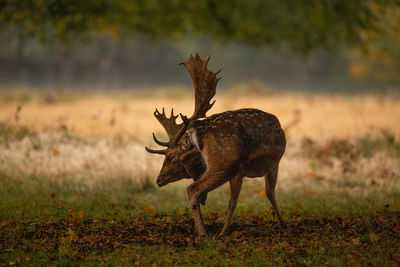 Deer standing on field