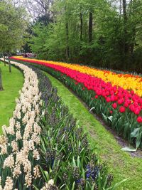 Multi colored flowers in park