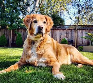 Portrait of dog sitting on grass
