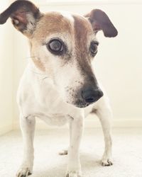 Close-up portrait of dog