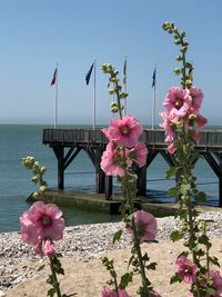 Pink flowering plants by sea against sky