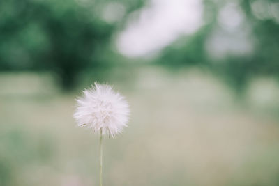 Close-up of dandelion against blurred background