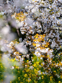 Close-up of white cherry blossoms in spring