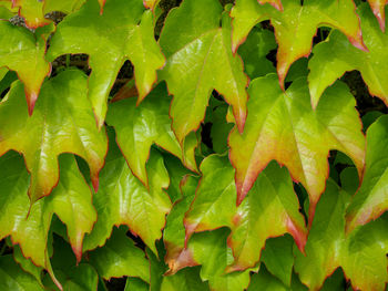 Full frame shot of green leaves