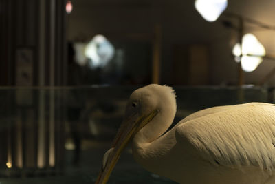 Close-up of pelican