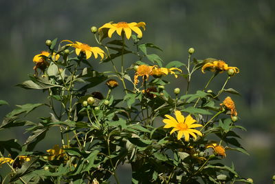 Close-up of yellow flowering plant