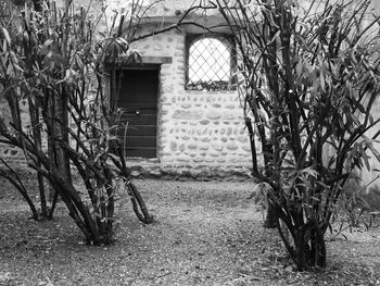 Trees in front of building