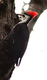 Close-up of bird perching on a tree